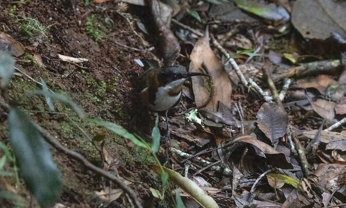 Eastern Spinebill - ML614237440