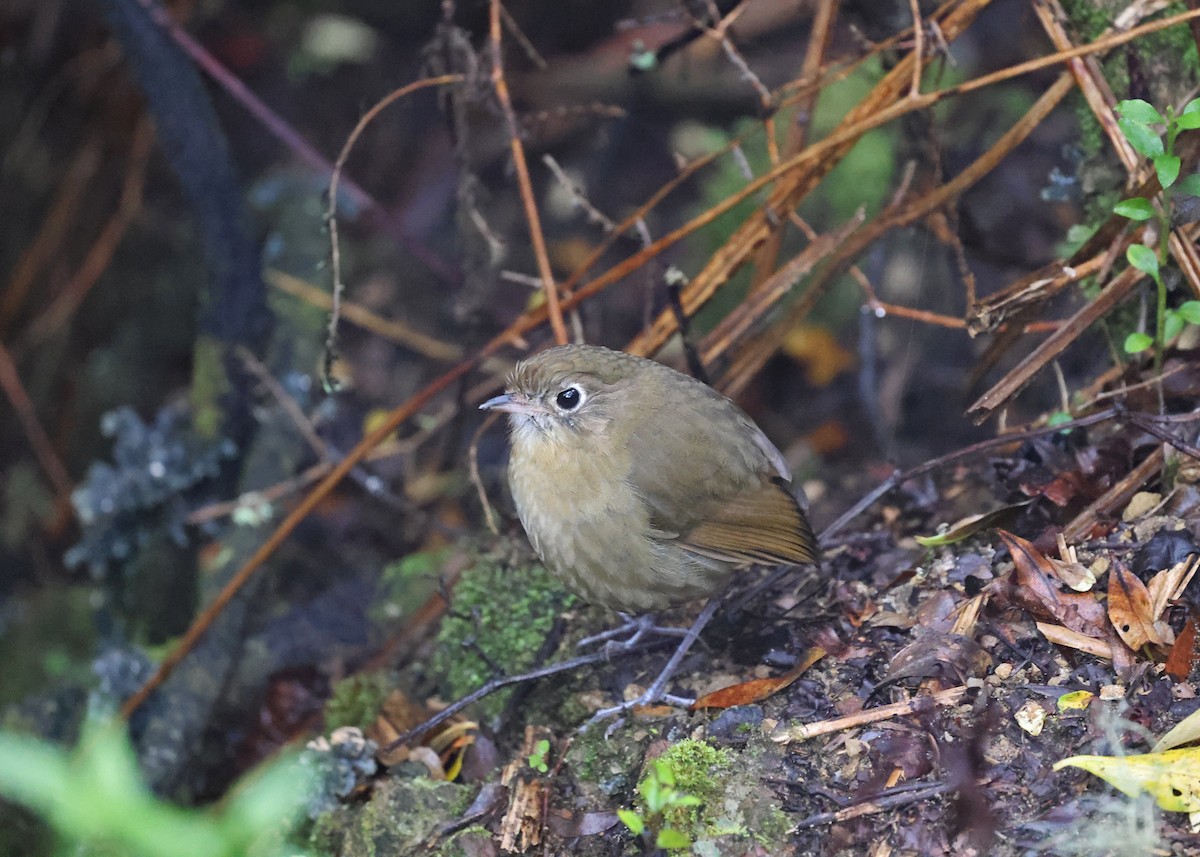 Perija Antpitta - ML614237501