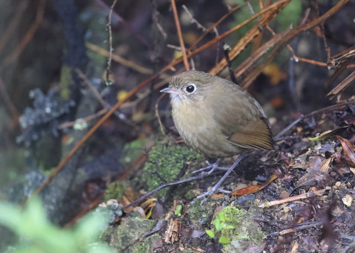 Perija Antpitta - ML614237515