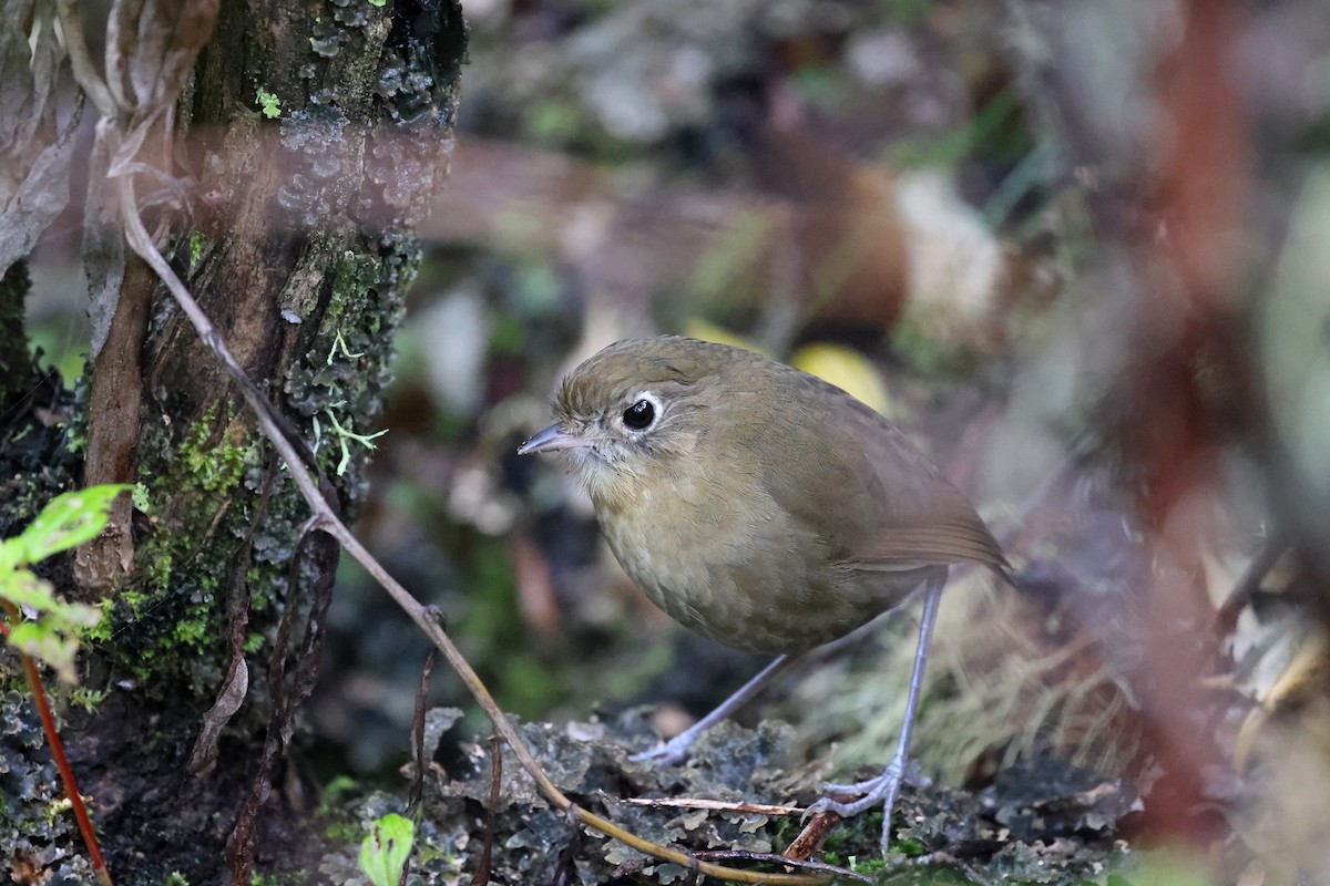 Perija Antpitta - ML614237519