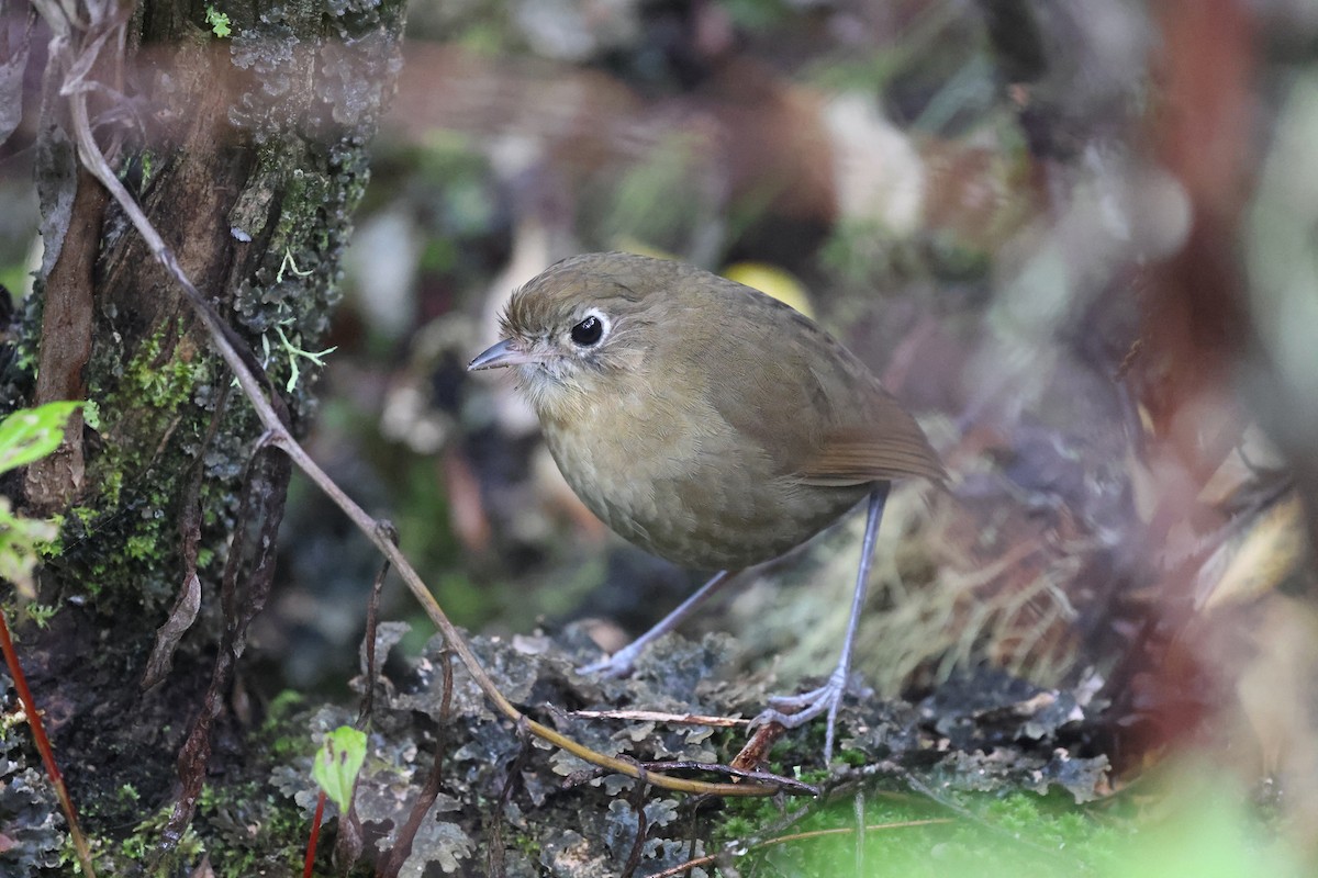 Perija Antpitta - ML614237525