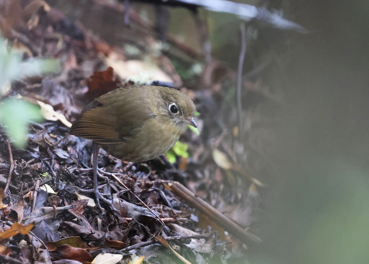 Perija Antpitta - ML614237535