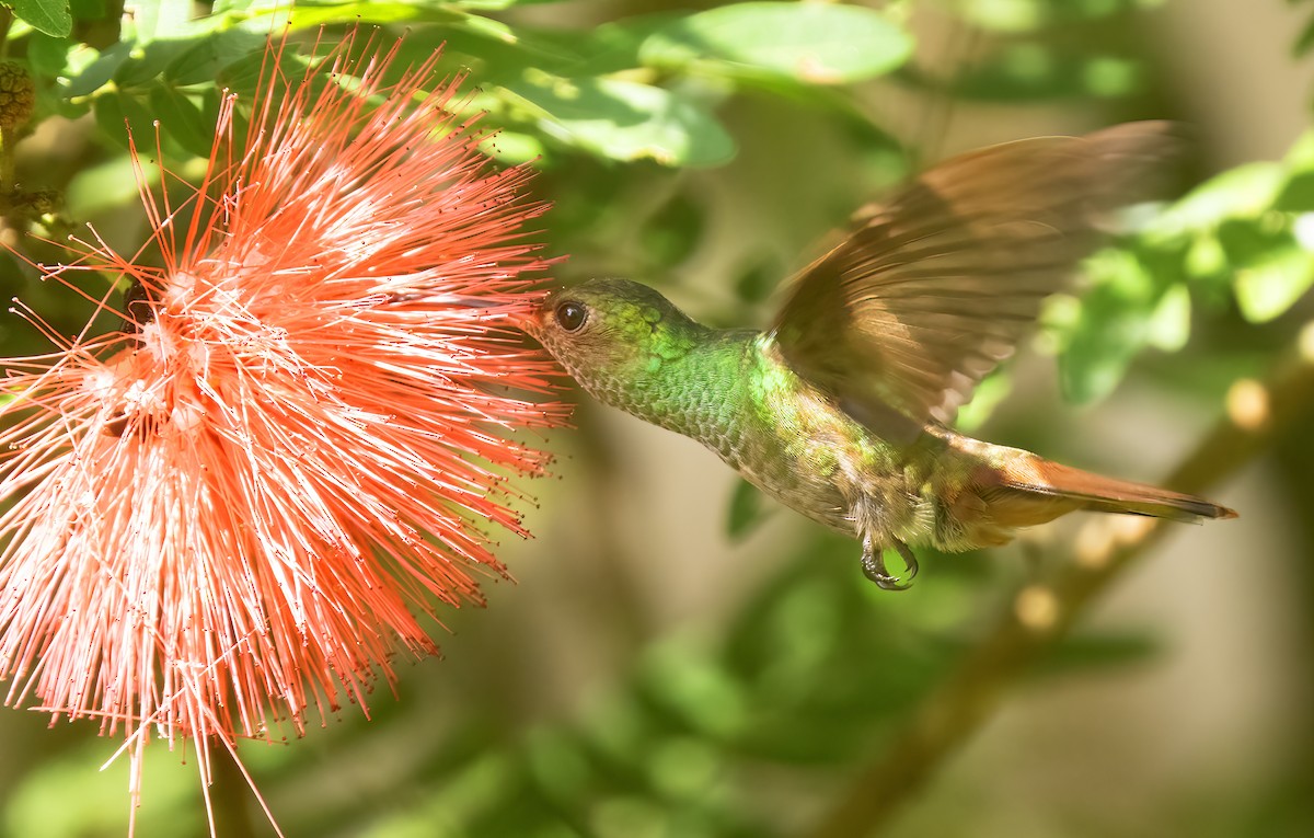 Rufous-tailed Hummingbird - ML614237554