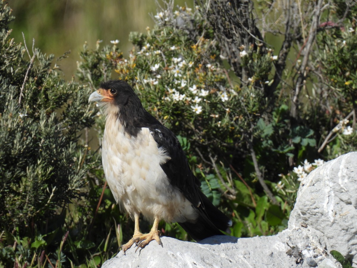 White-throated Caracara - ML614237563