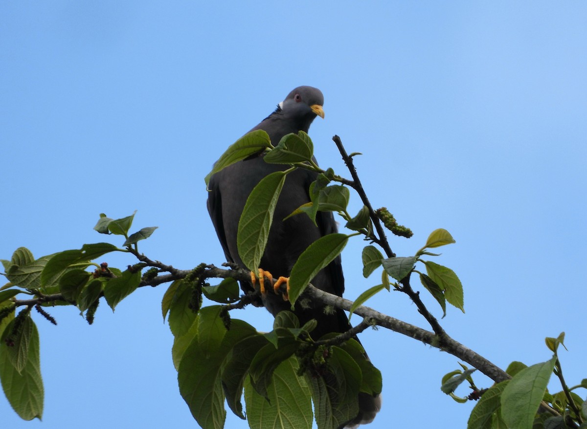 Band-tailed Pigeon - ML614237573