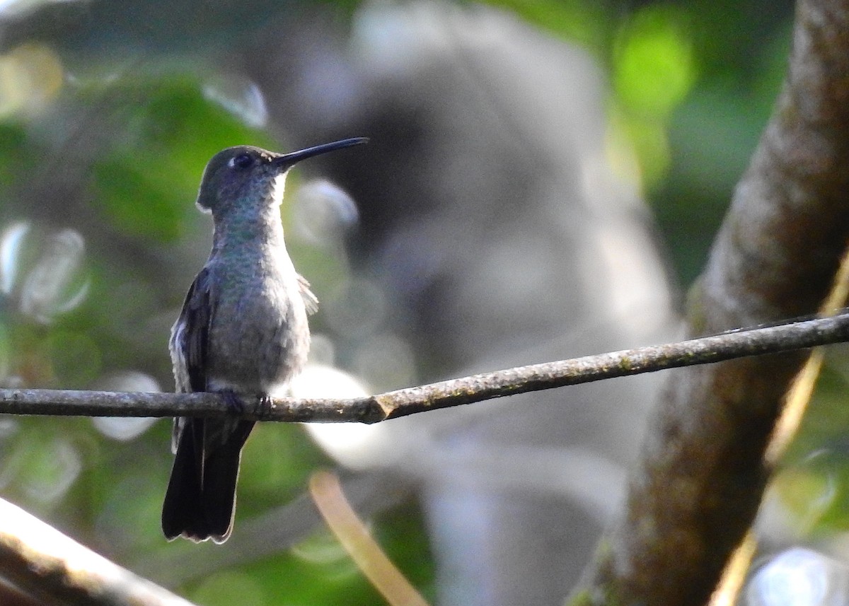 Colibri vert et gris - ML614237626