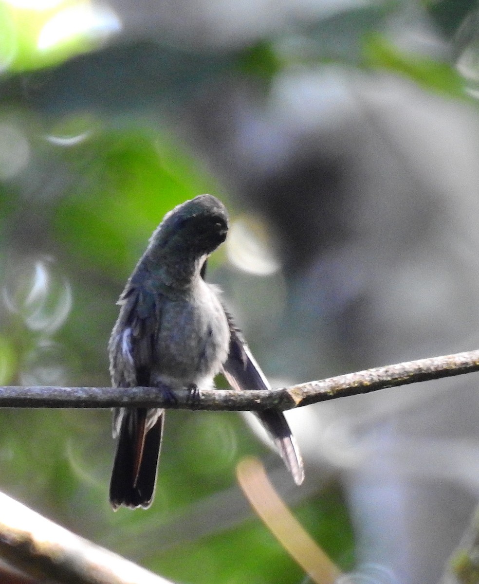 Colibri vert et gris - ML614237627