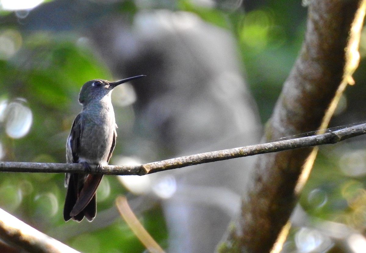 Colibri vert et gris - ML614237628