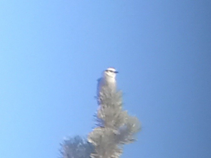 Canada Jay (Rocky Mts.) - ML614237644