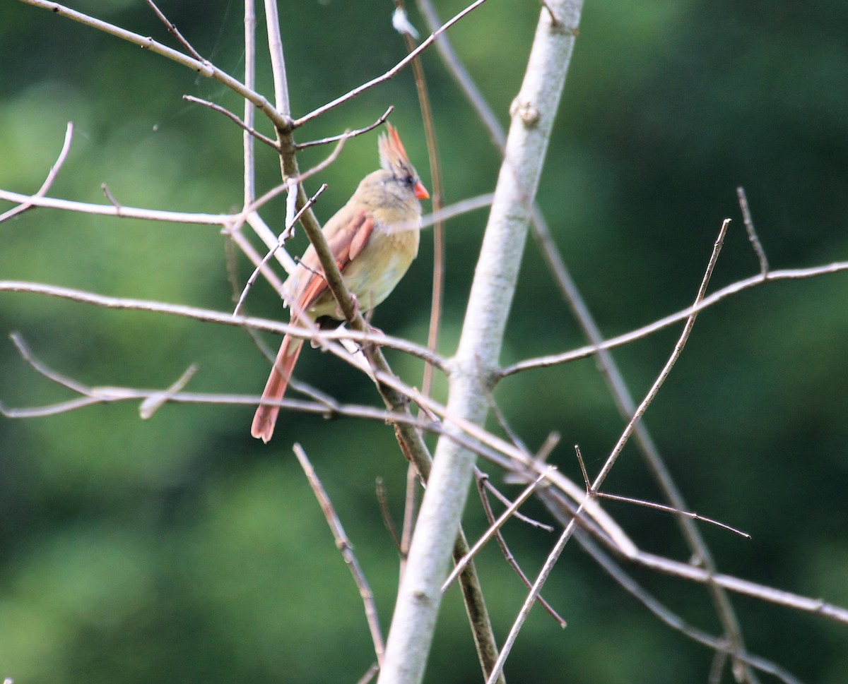 Northern Cardinal - ML614237668