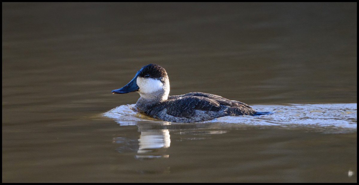 Ruddy Duck - ML614237669