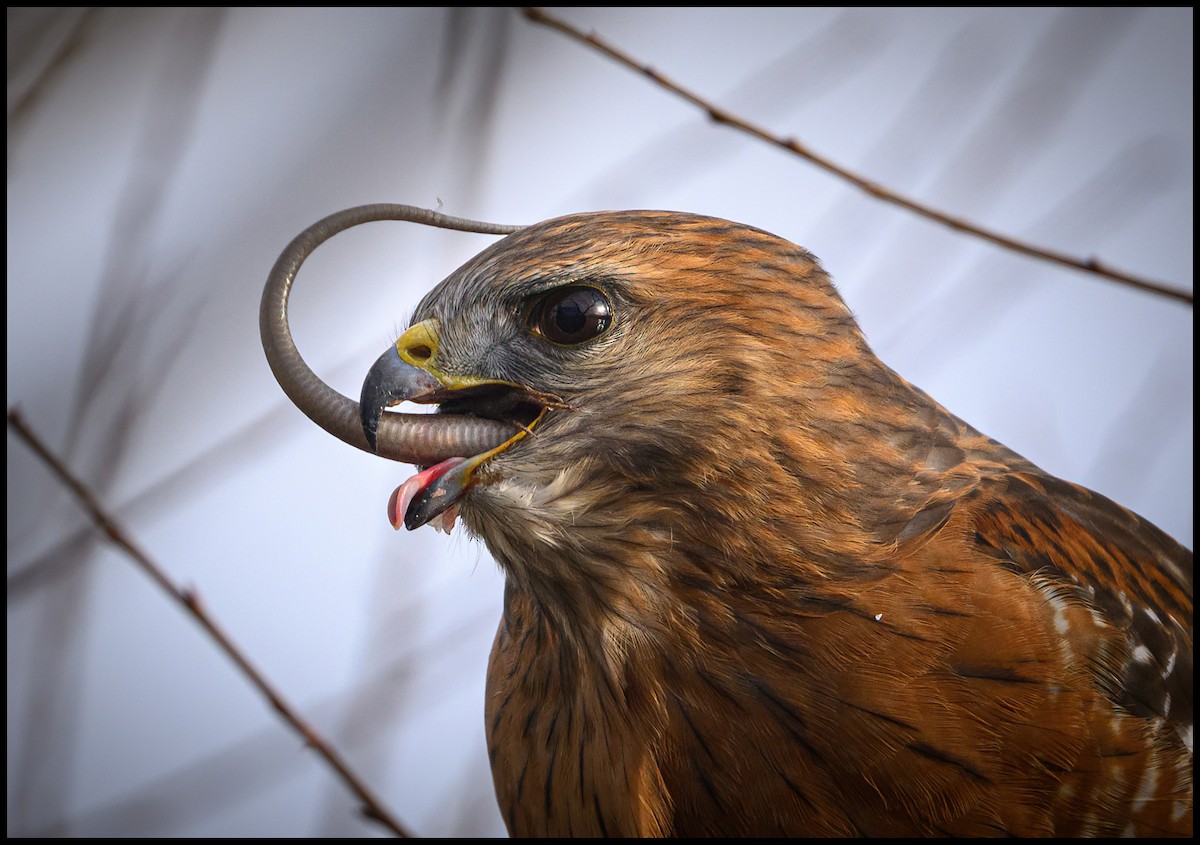 Red-shouldered Hawk - Jim Emery