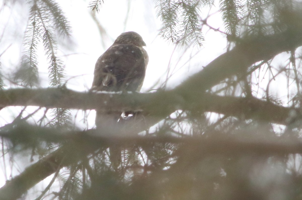 Sharp-shinned Hawk - ML614237739