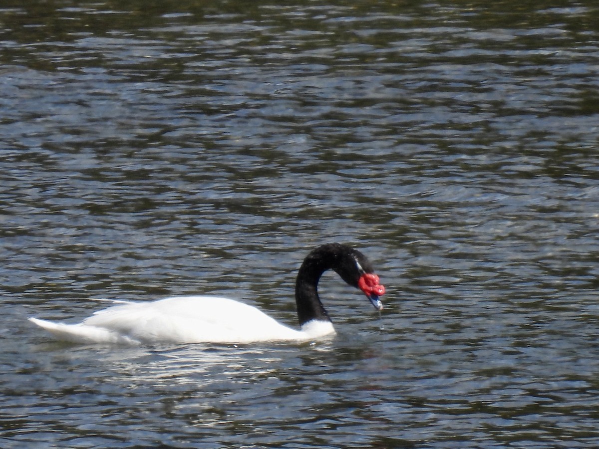 Cygne à cou noir - ML614237762