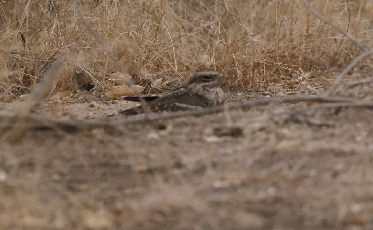 nightjar sp. - ML614237767