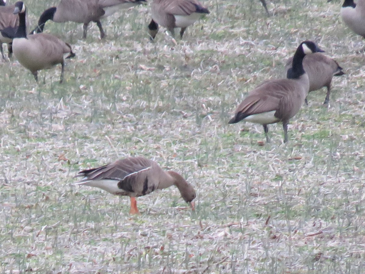 Greater White-fronted Goose - ML614237819