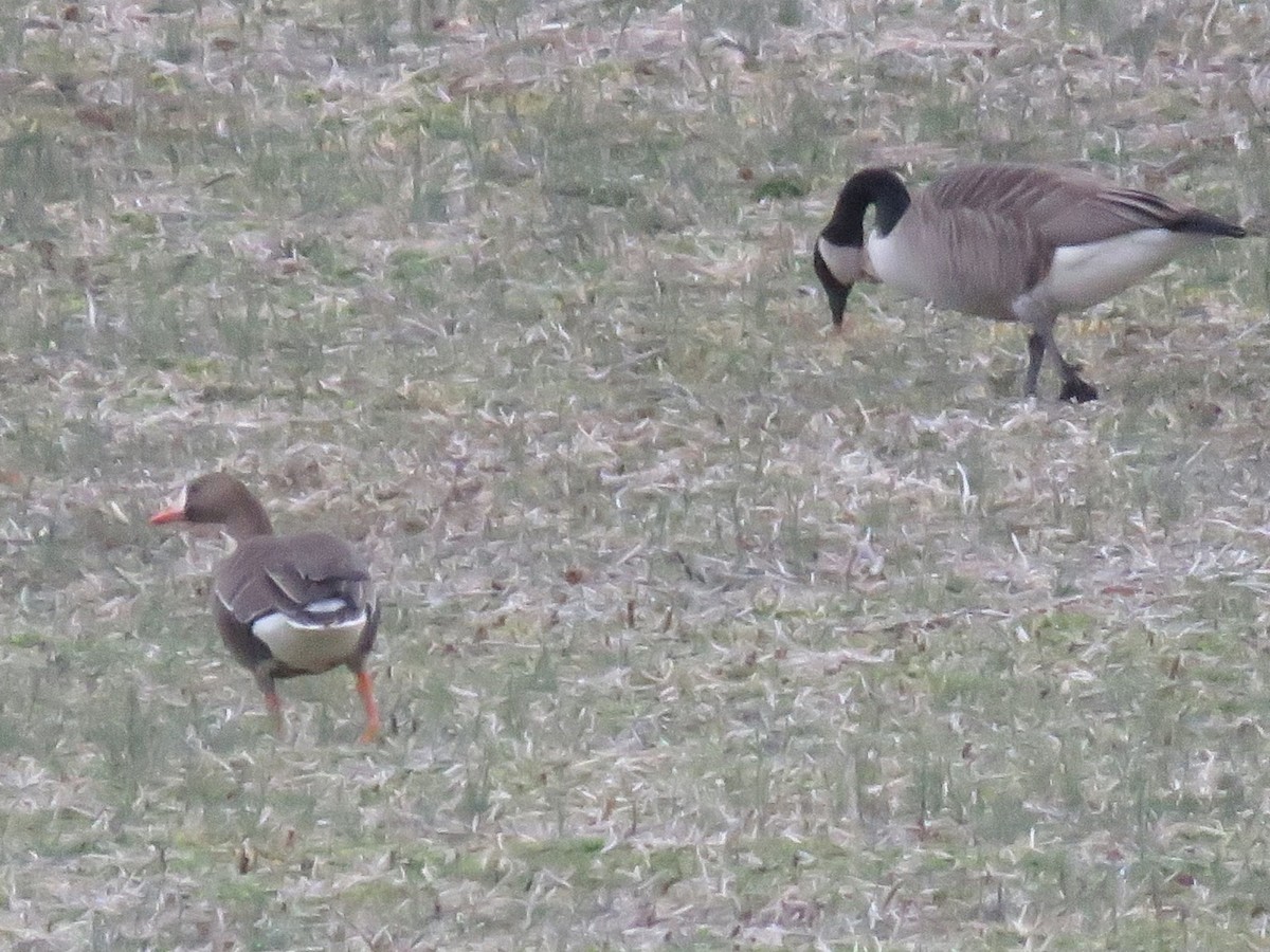 Greater White-fronted Goose - ML614237820