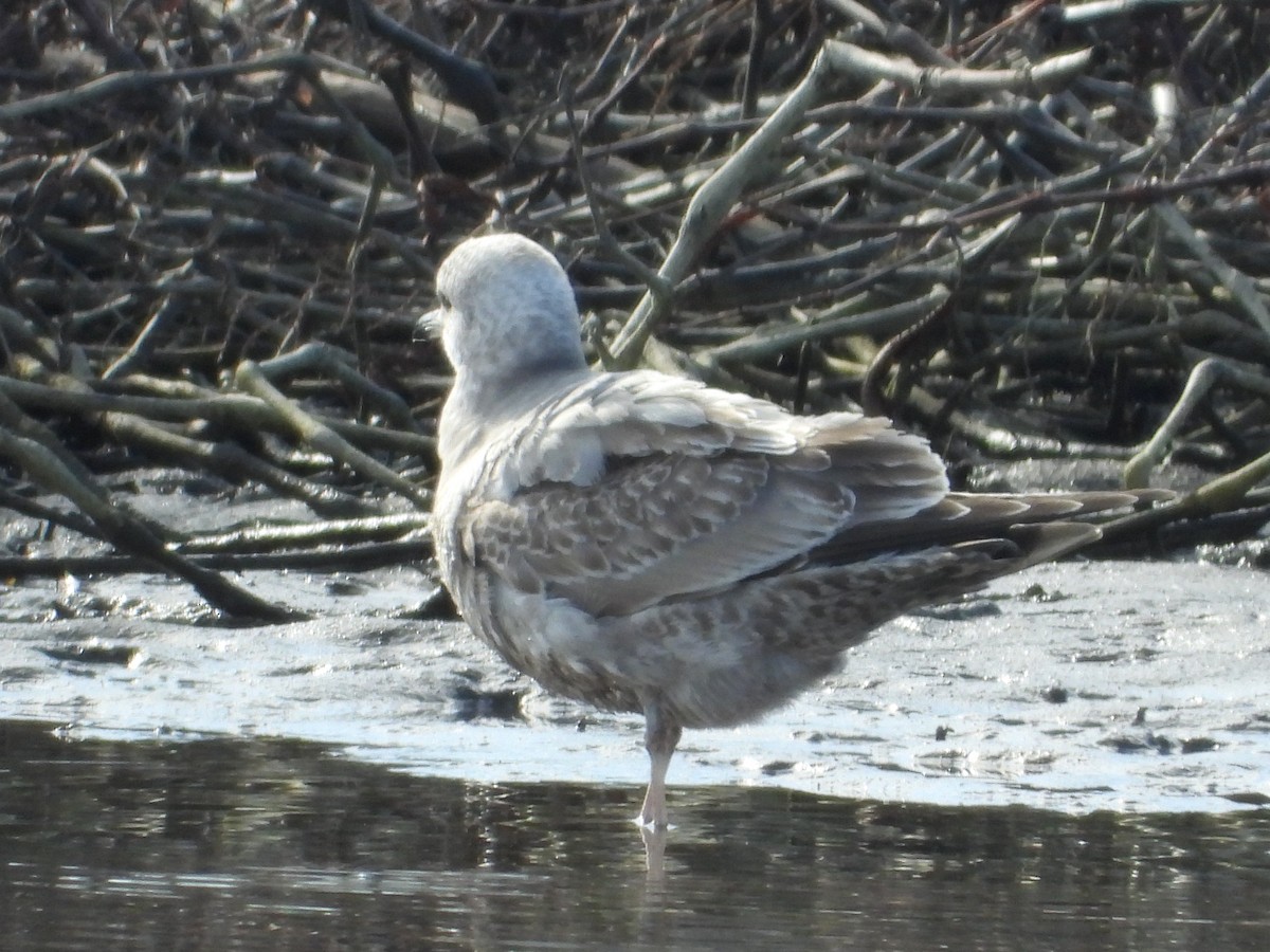 Short-billed Gull - ML614237822