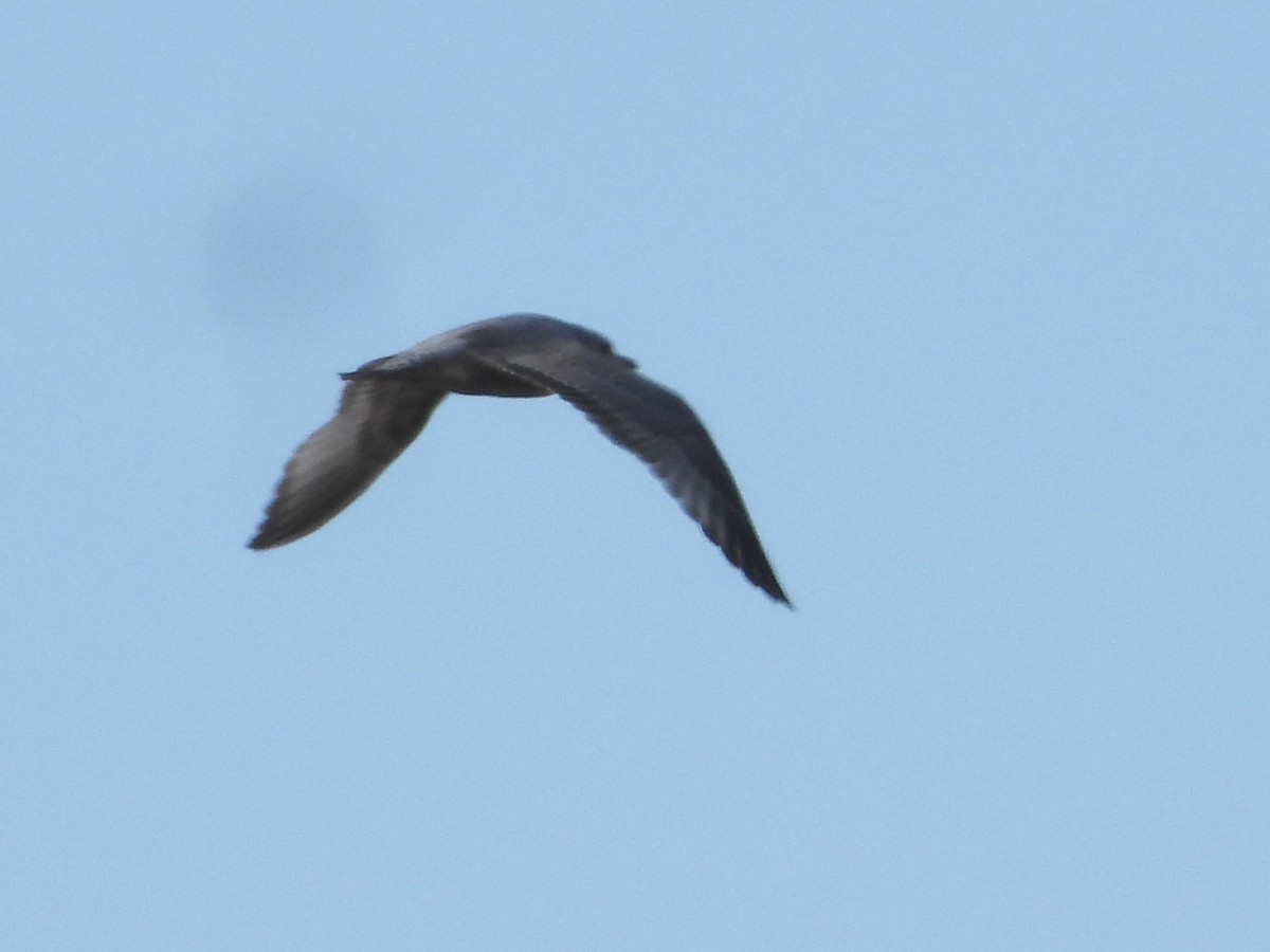 Short-billed Gull - ML614237833