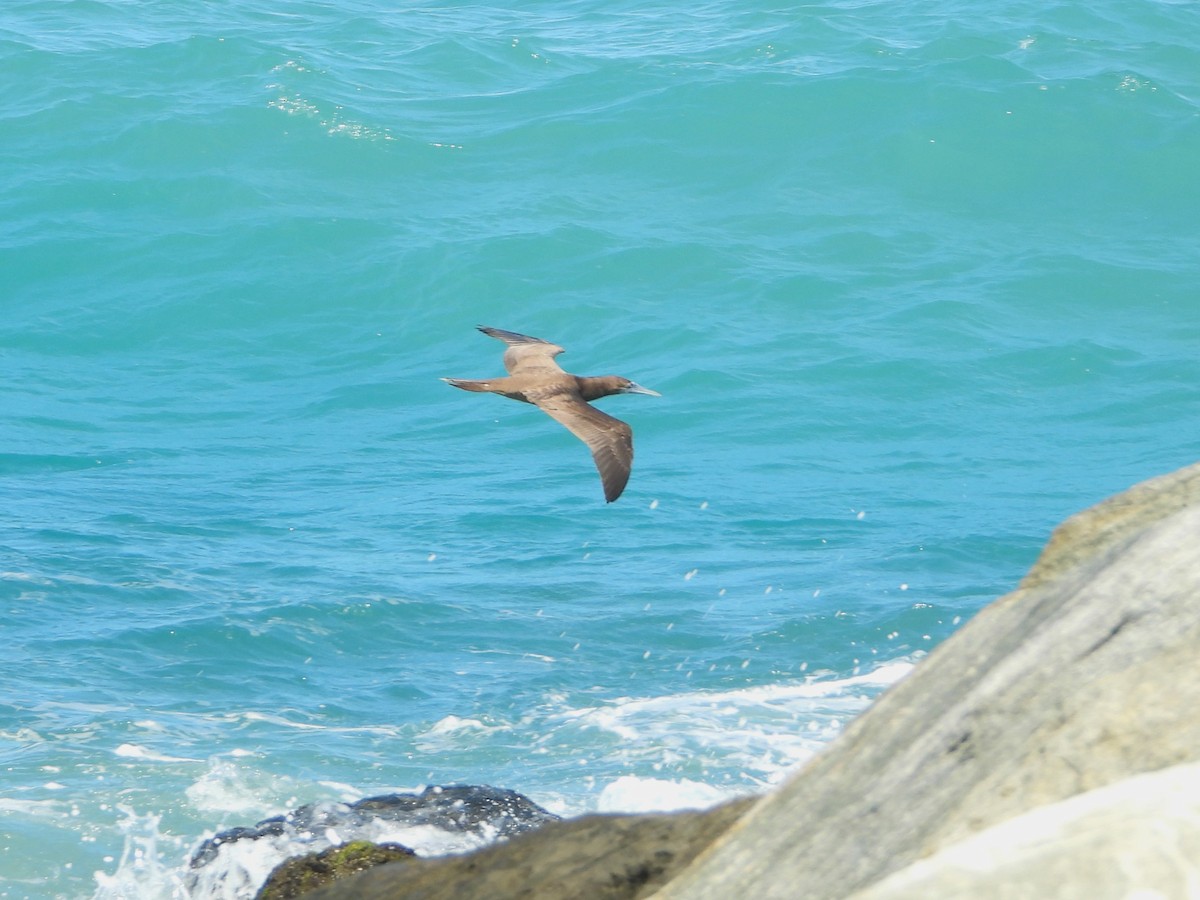 Brown Booby - ML614237850