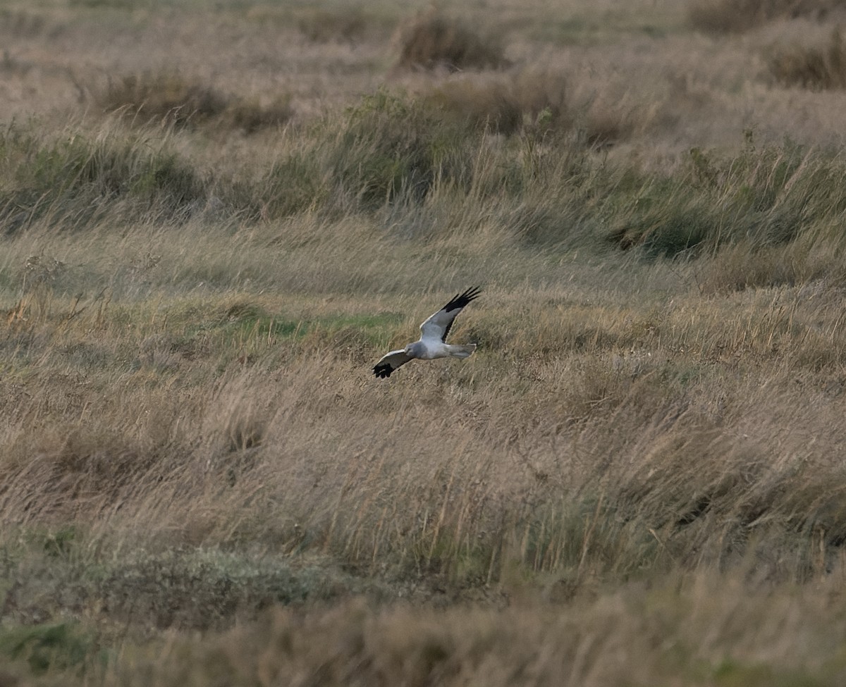 Hen Harrier - ML614237885