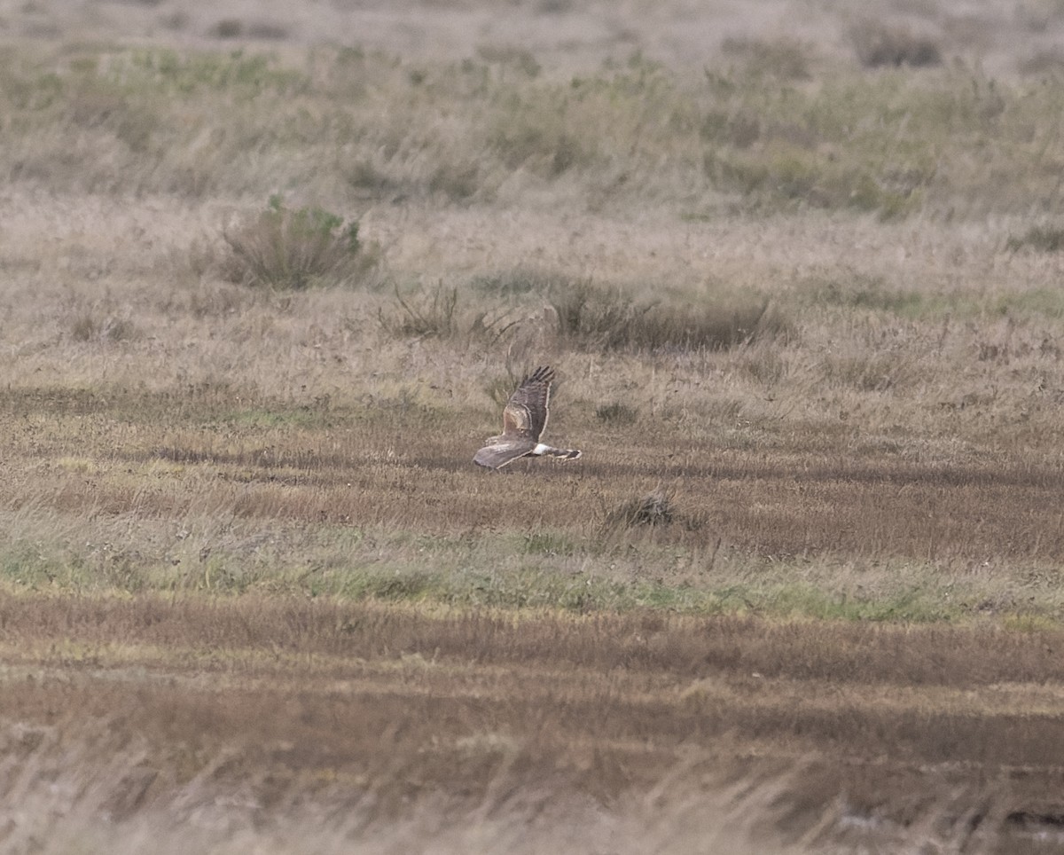 Hen Harrier - ML614237886