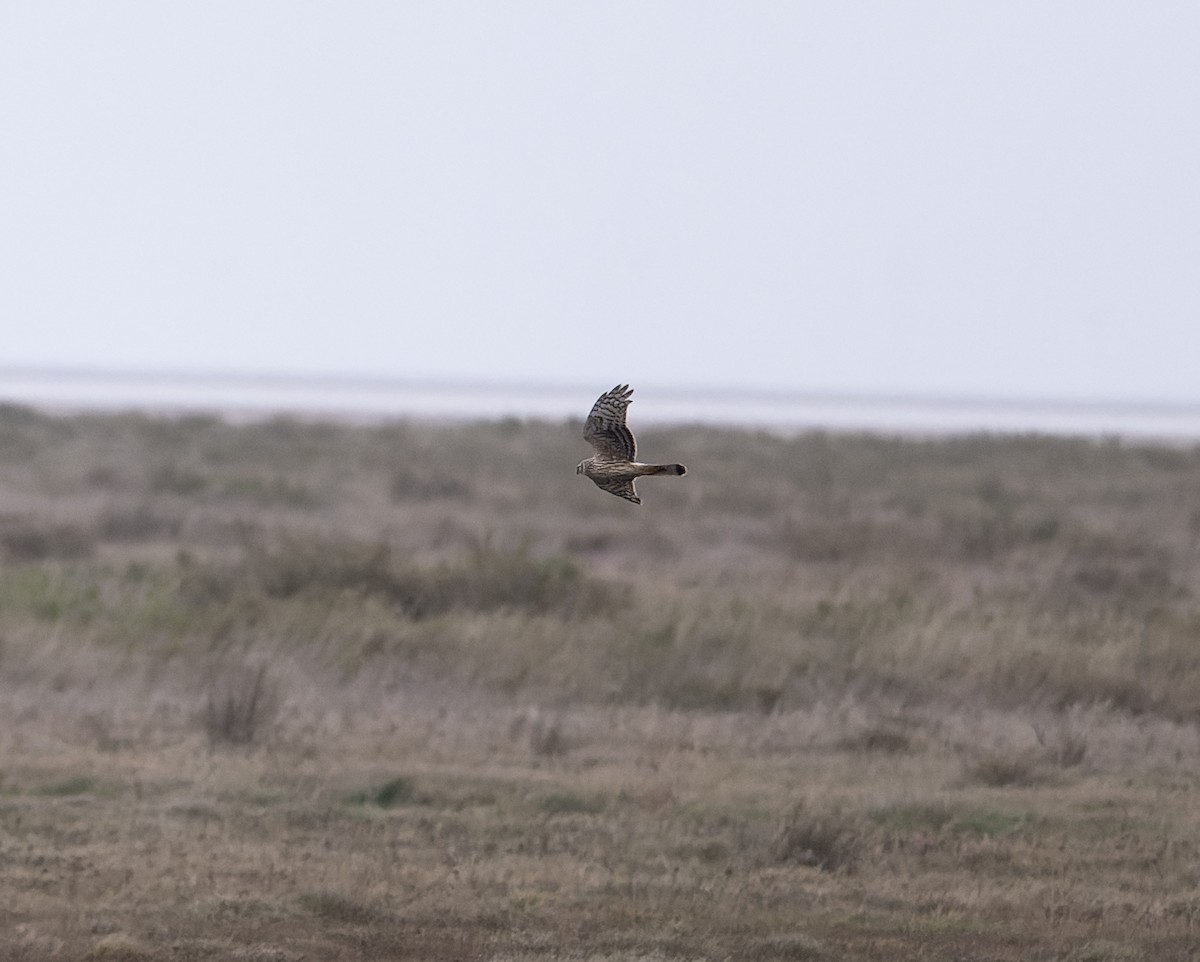 Hen Harrier - ML614237888