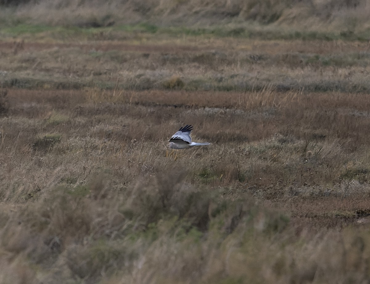 Hen Harrier - ML614237889