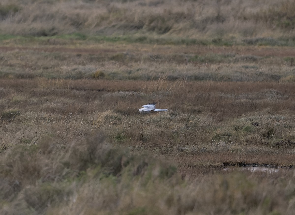 Hen Harrier - ML614237890