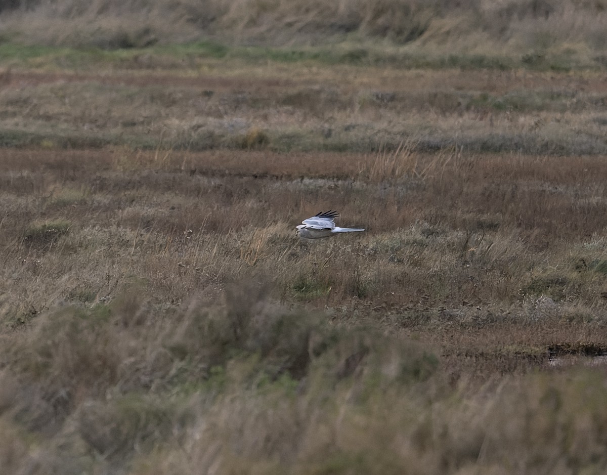 Hen Harrier - ML614237891