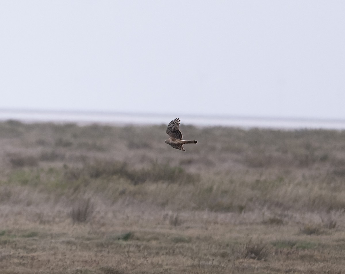 Hen Harrier - ML614237892