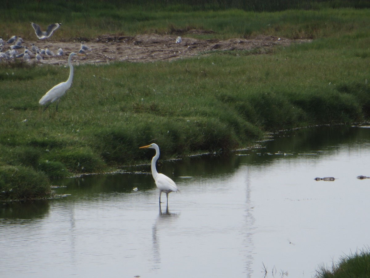 Great Egret - ML614237954