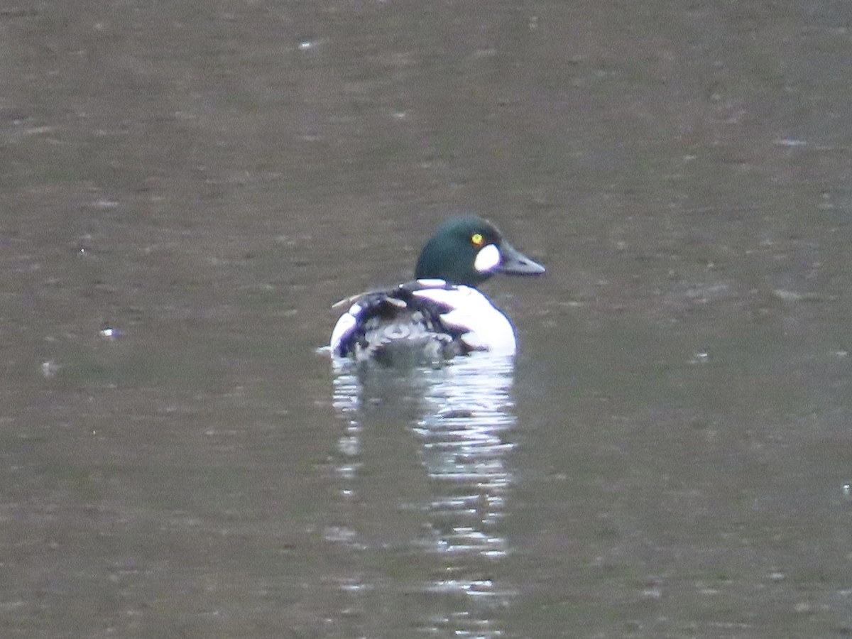 Common Goldeneye - ML614238009