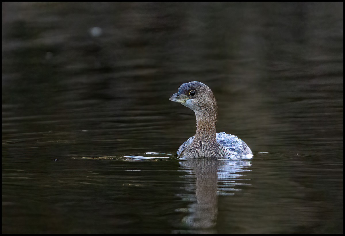 Pied-billed Grebe - Jim Emery