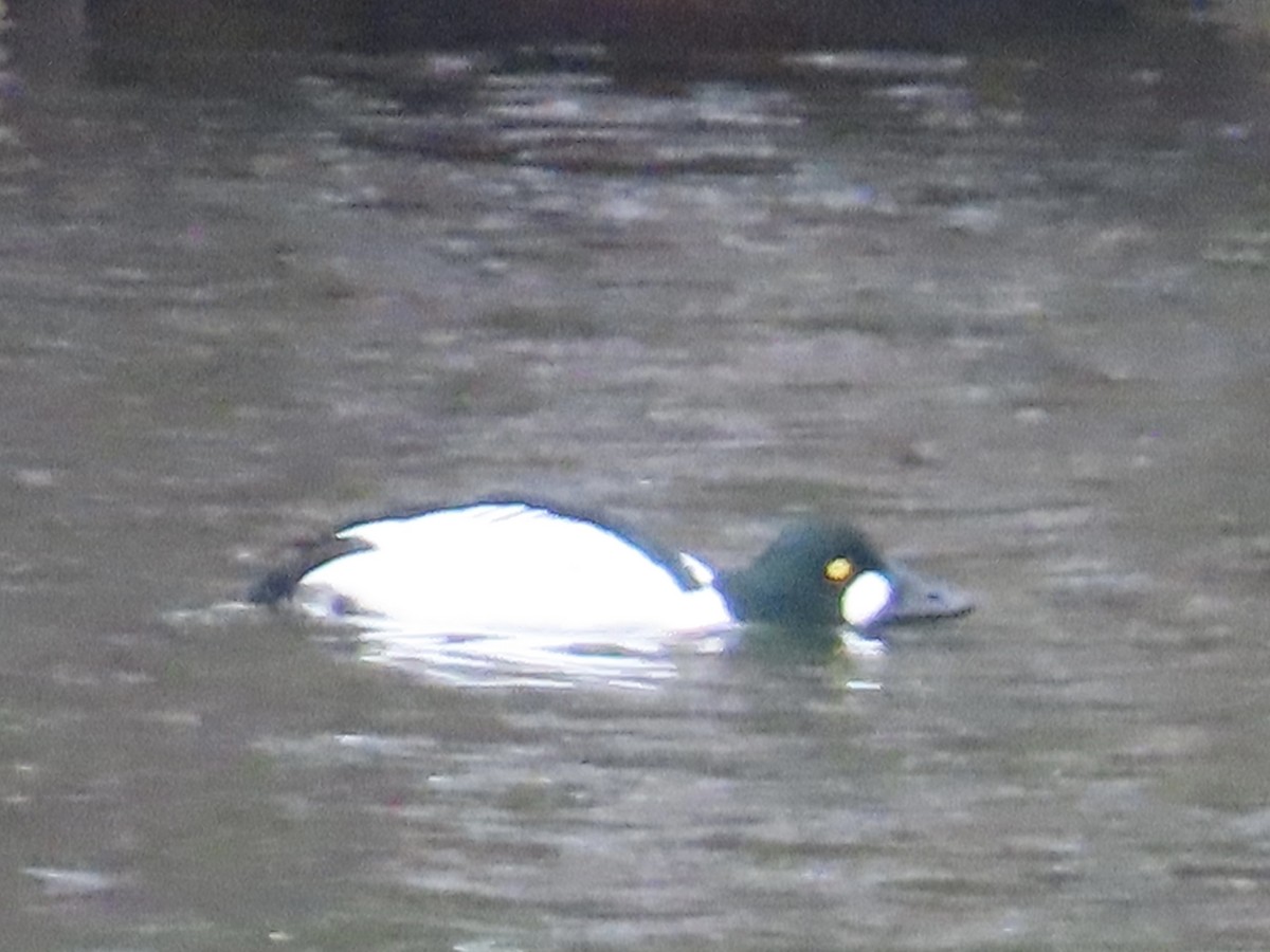 Common Goldeneye - ML614238033