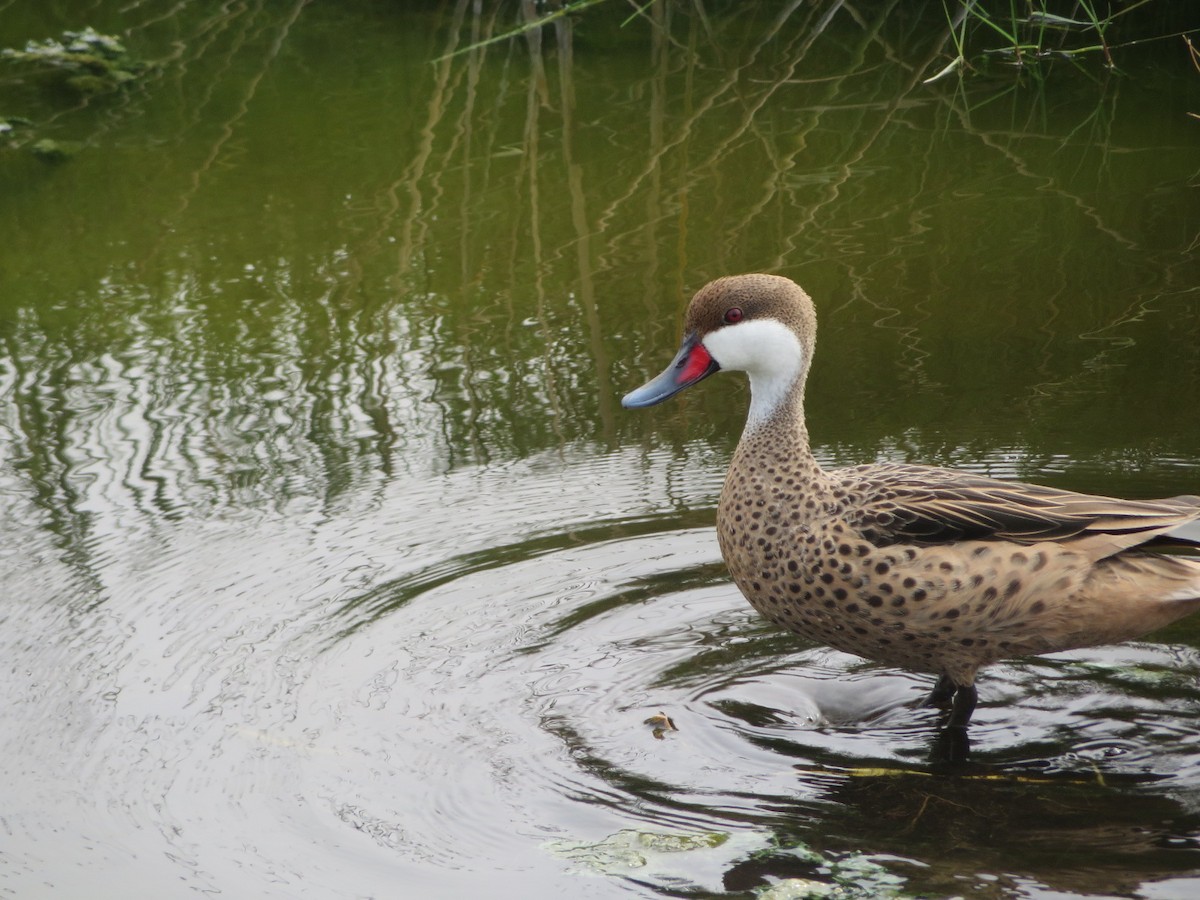 White-cheeked Pintail - ML614238044