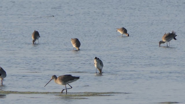 Black-tailed Godwit - ML614238083