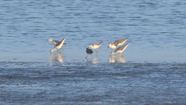 Marsh Sandpiper - ML614238105