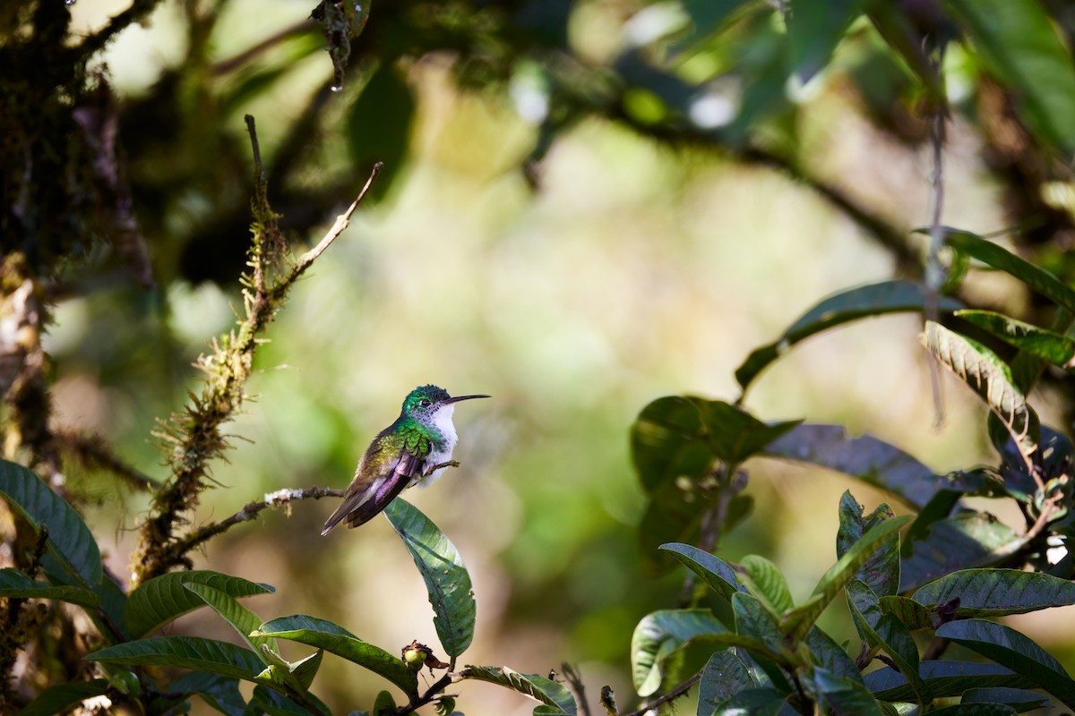 kolibřík andský - ML614238224