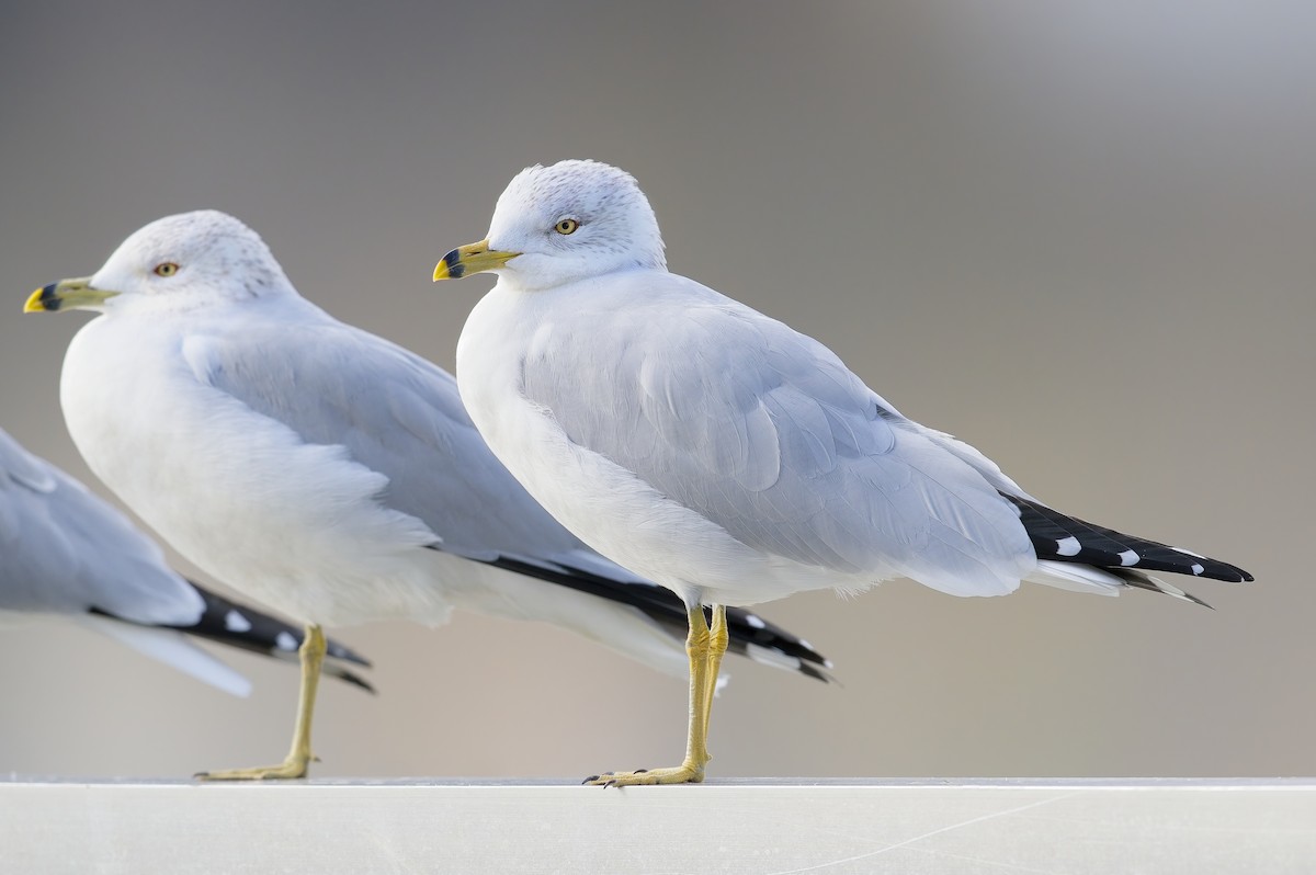 Ring-billed Gull - ML614238284