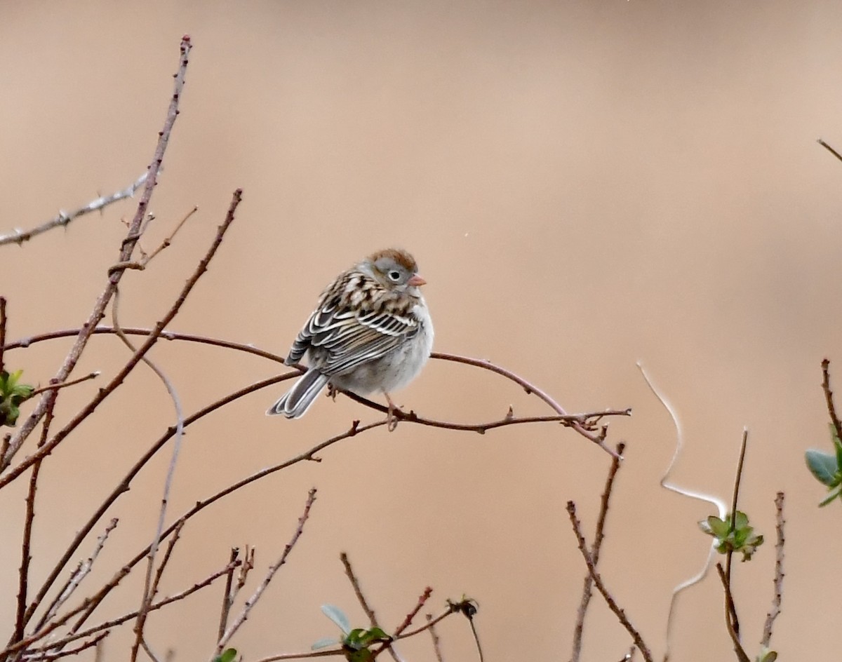 Field Sparrow - ML614238398