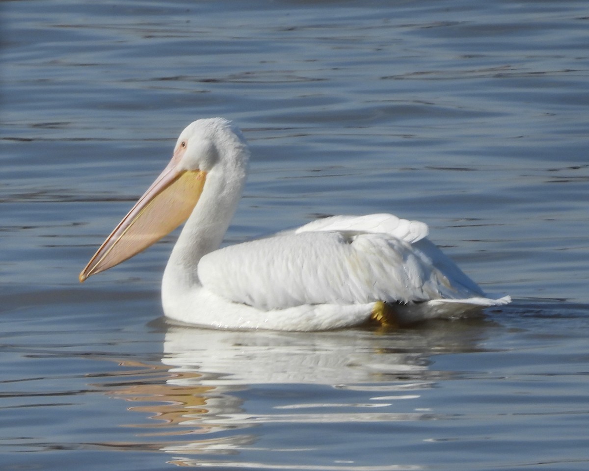 American White Pelican - ML614238505