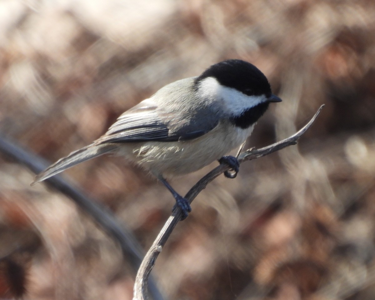 Carolina Chickadee - ML614238547