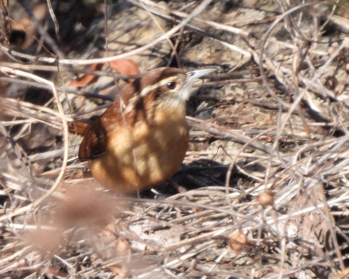 Carolina Wren - ML614238599