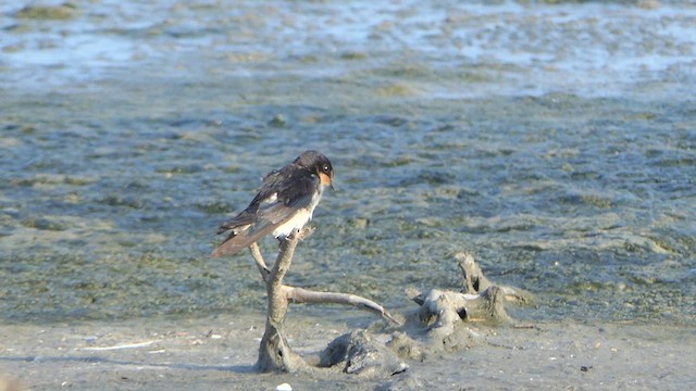 Barn Swallow - ML614238602