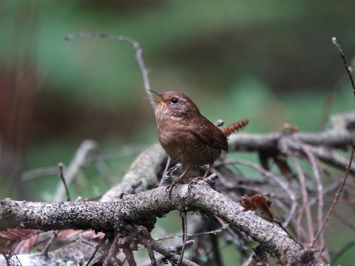 Pacific Wren - Norman Uyeda