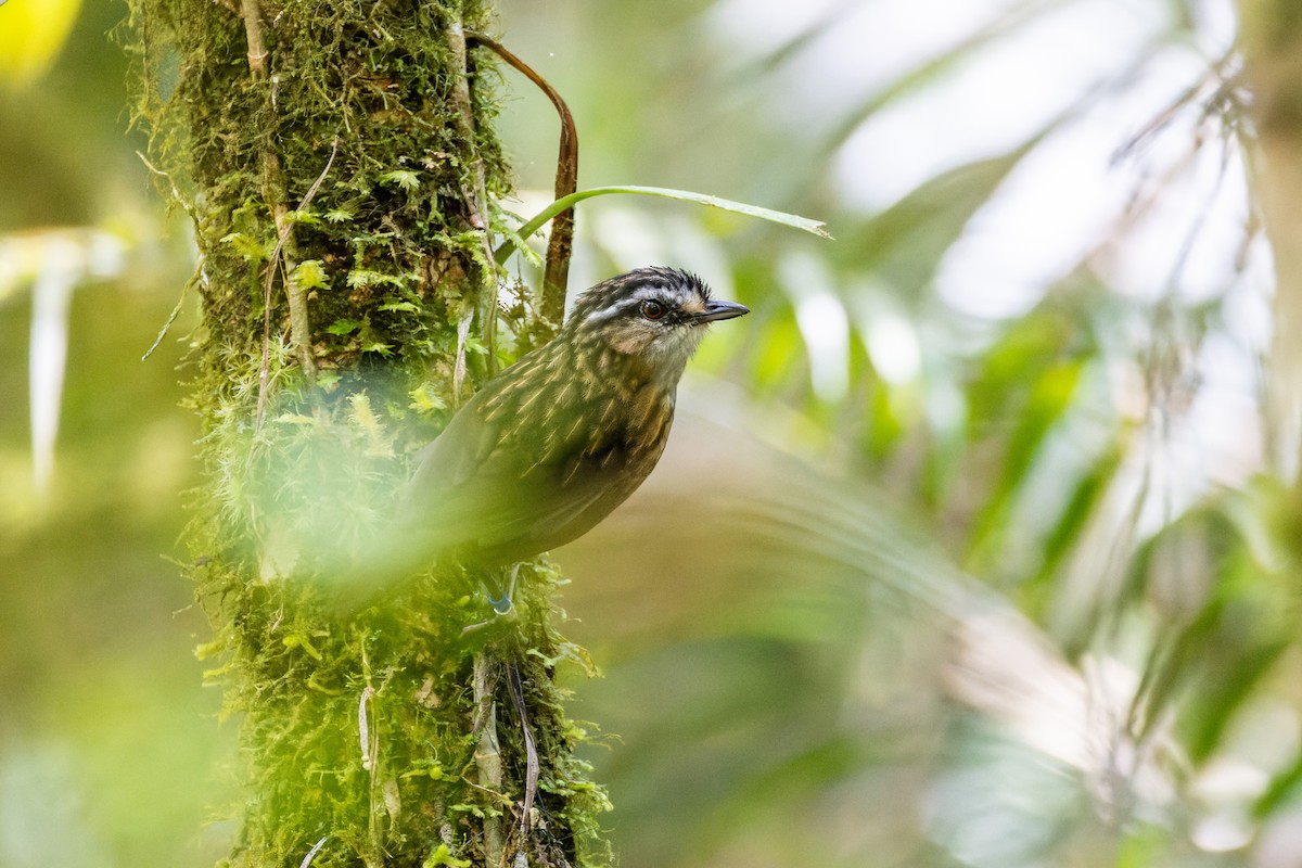 Mountain Wren-Babbler - ML614238623