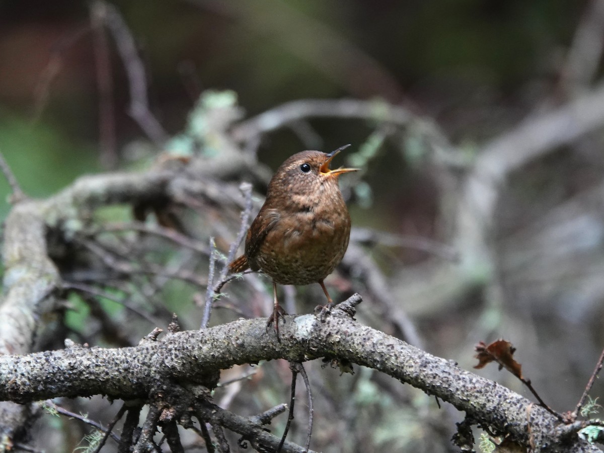 Pacific Wren - ML614238624