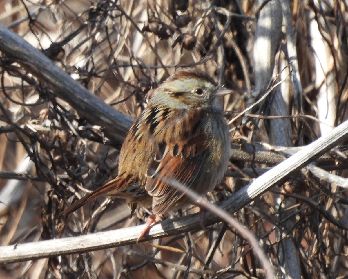 Swamp Sparrow - ML614238631