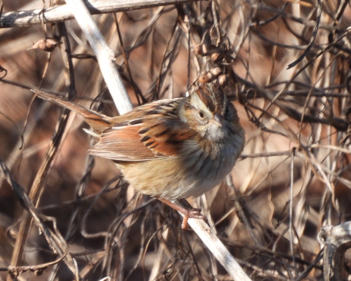 Swamp Sparrow - ML614238632